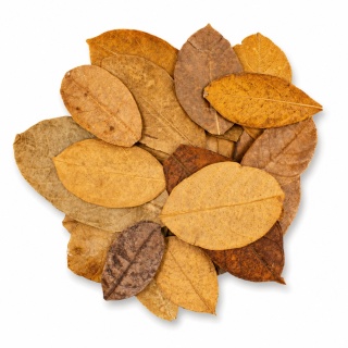 EXO PLANET Jackfruit Leaves - liście chlebowca 20g